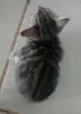 Não possui