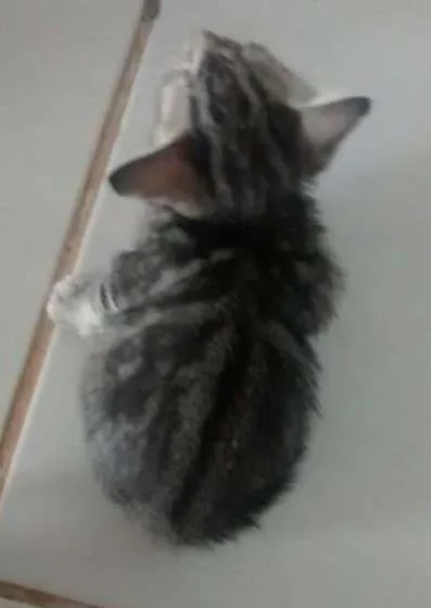 Gato ra a  idade Abaixo de 2 meses nome Não possui