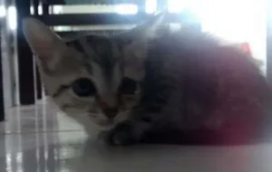 Gato raça  idade Abaixo de 2 meses nome Não possui