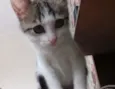 Amora