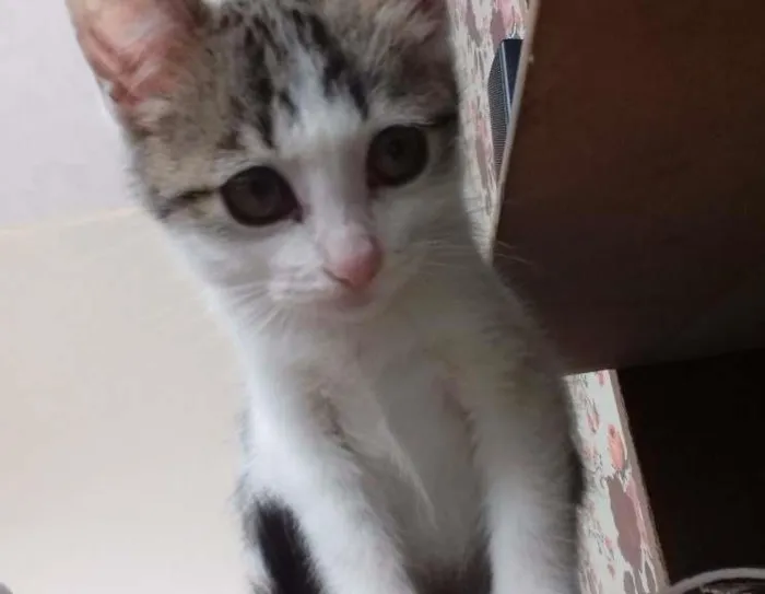 Gato ra a não sei idade 2 a 6 meses nome Amora