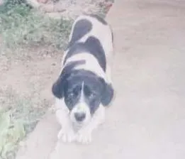 Cachorro raça SRD idade 6 ou mais anos nome Pepeto GRATIFICA