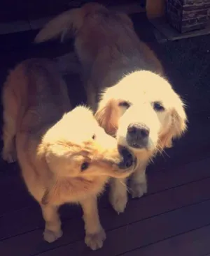 Cachorro raça Golden retrieve idade 3 anos nome Justin