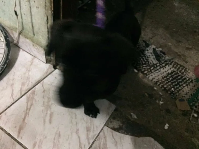 Cachorro ra a Salchicha idade 2 anos nome Nego Drama