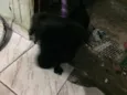 Nego Drama