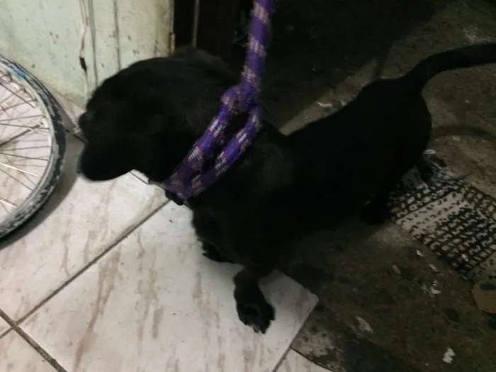 Cachorro ra a Salchicha idade 2 anos nome Nego Drama