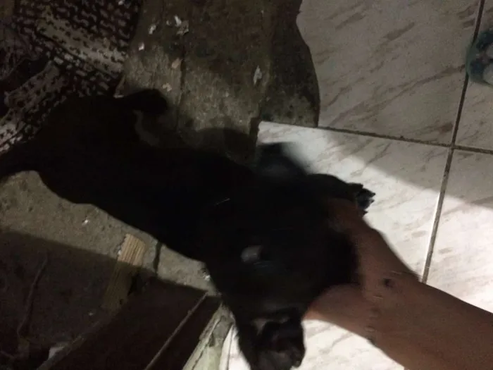 Cachorro ra a Salchicha idade 2 anos nome Nego Drama