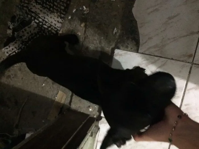 Cachorro ra a Salchicha idade 2 anos nome Nego Drama