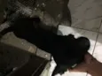Nego Drama