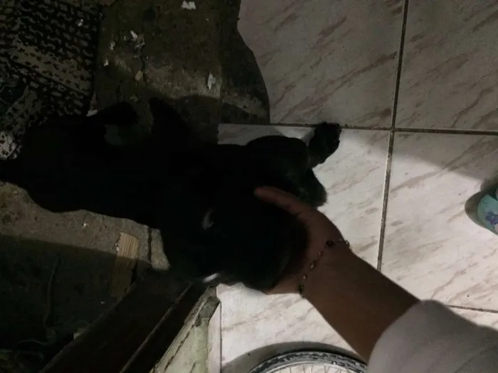 Cachorro ra a Salchicha idade 2 anos nome Nego Drama