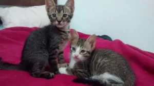 Gato raça gato idade 2 a 6 meses nome Juana e Tigre