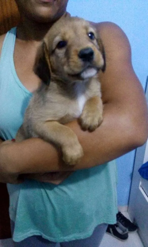 Cachorro raça sem raça definida idade Abaixo de 2 meses nome não possui
