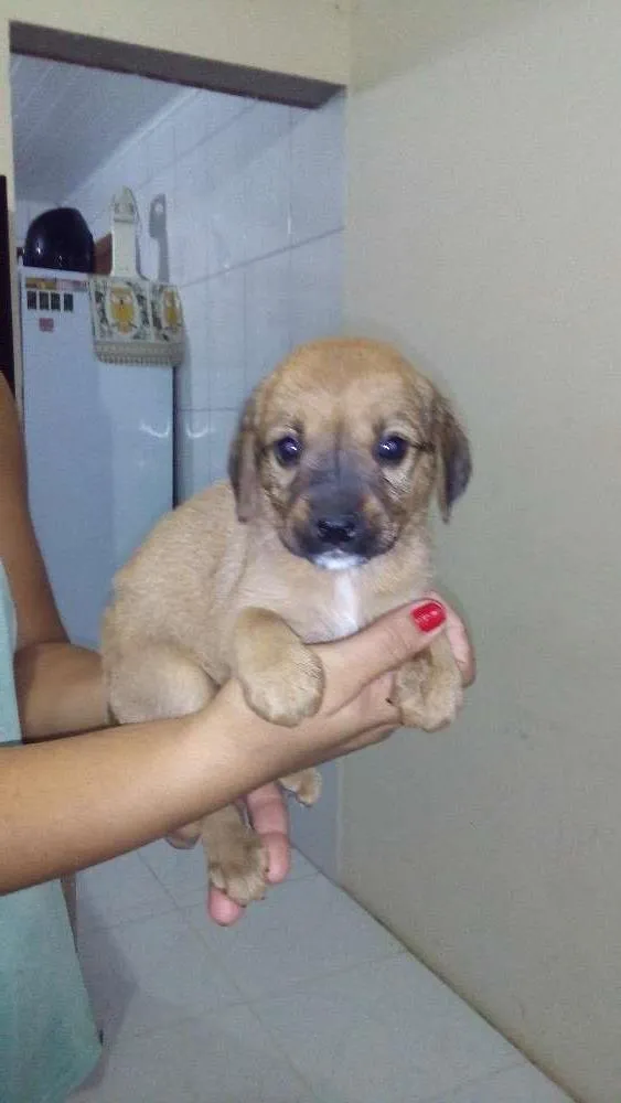 Cachorro raça sem raça definida idade Abaixo de 2 meses nome não possui