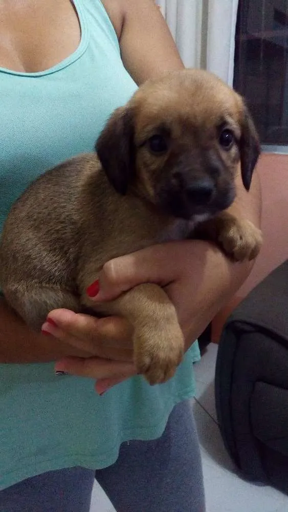 Cachorro raça sem raça definida idade Abaixo de 2 meses nome não possui