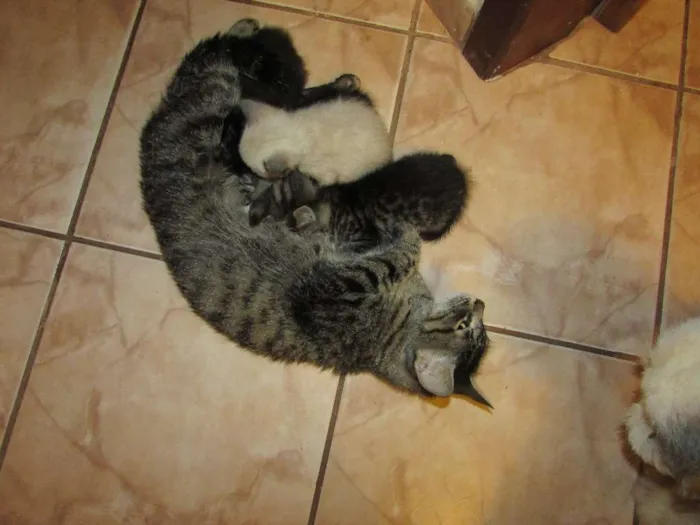 Gato ra a sem raça definida idade Abaixo de 2 meses nome sem nome