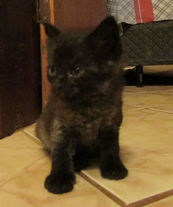 Gato ra a sem raça definida idade Abaixo de 2 meses nome sem nome