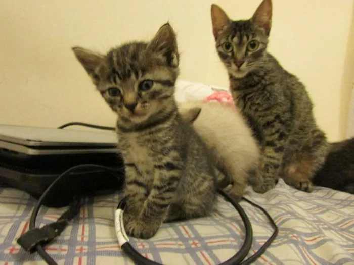 Gato ra a sem raça definida idade Abaixo de 2 meses nome sem nome