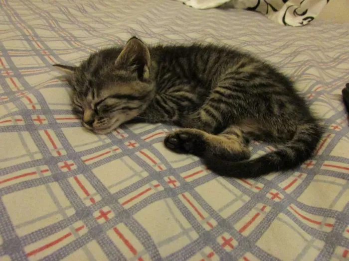 Gato ra a sem raça definida idade Abaixo de 2 meses nome sem nome