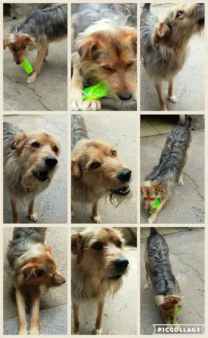 Cachorro raça Pastor com vira-lata  idade 4 anos nome Chorao