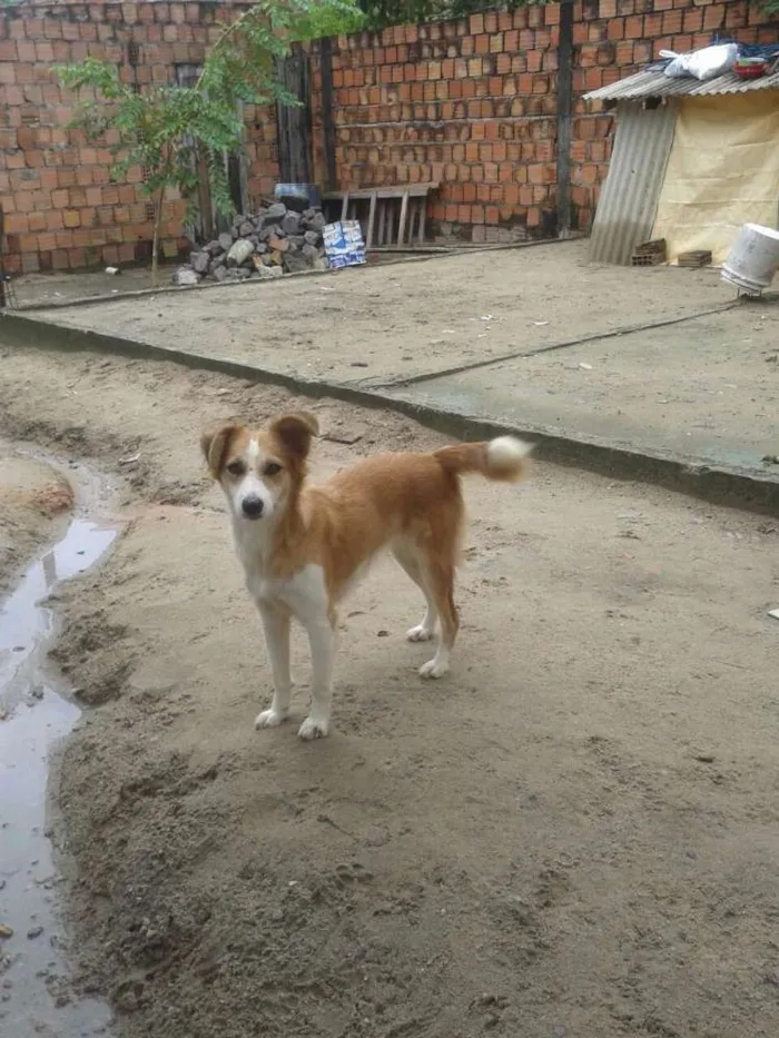 Cachorro raça vira-lata idade 3 anos nome Loli e Lala