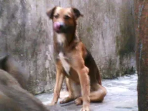 Cachorro raça vira-lata idade 3 anos nome Loli e Lala