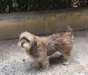 Cachorro raça SRD idade 2 anos nome Zoe