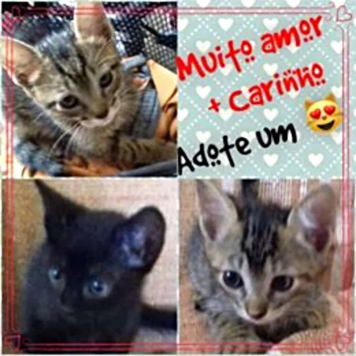 Gato ra a SRD idade Abaixo de 2 meses nome sem nome
