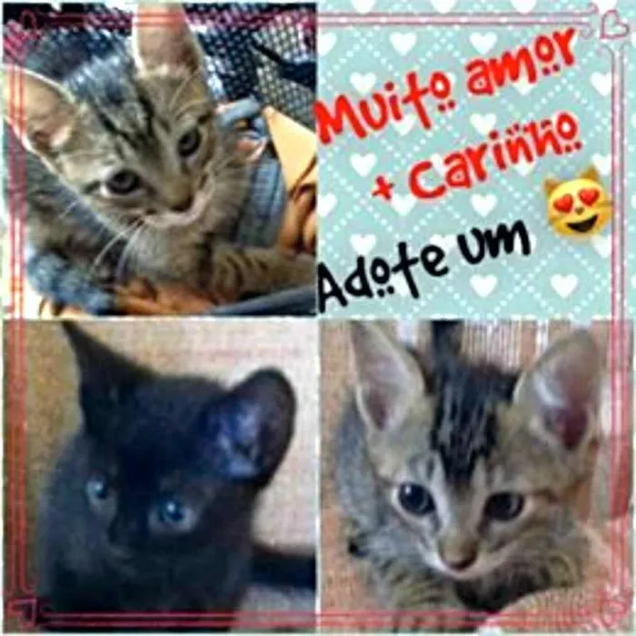 Gato ra a SRD idade Abaixo de 2 meses nome sem nome
