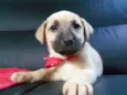 DORA