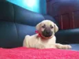 DORA