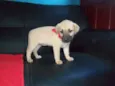 DORA