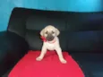 DORA