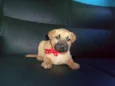 MEL