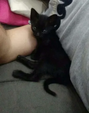 Gato raça SRD idade Abaixo de 2 meses nome Herculano 