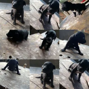 Cachorro raça SRD idade Abaixo de 2 meses nome Sem nome definido