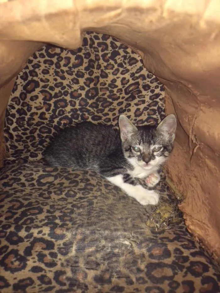Gato ra a  idade Abaixo de 2 meses nome Sem nome
