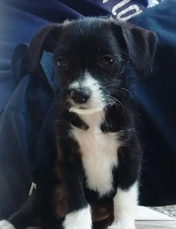 Cachorro ra a  idade 2 a 6 meses nome caju