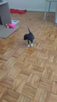 caju