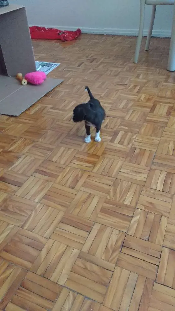 Cachorro ra a  idade 2 a 6 meses nome caju