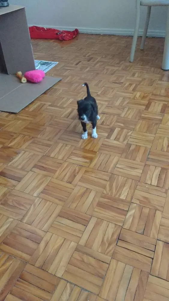 Cachorro ra a  idade 2 a 6 meses nome caju