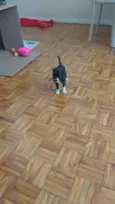 caju