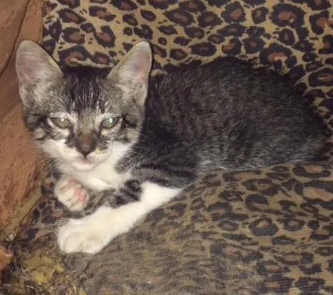 Gato ra a  idade Abaixo de 2 meses nome Sem nome