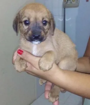 Cachorro raça sem raça definida idade Abaixo de 2 meses nome não possui