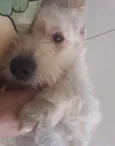 Mel