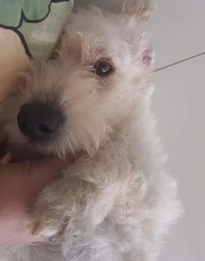 Cachorro raça Poodle X vira-lata idade 7 a 11 meses nome Mel
