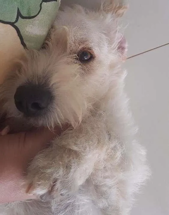 Cachorro ra a Poodle X vira-lata idade 7 a 11 meses nome Mel