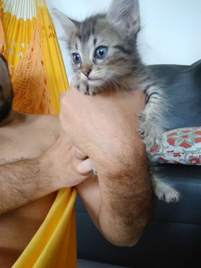 Gato raça vira lata idade Abaixo de 2 meses nome Cake