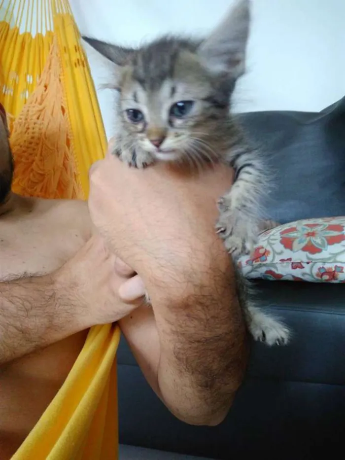 Gato raça vira lata idade Abaixo de 2 meses nome Cake