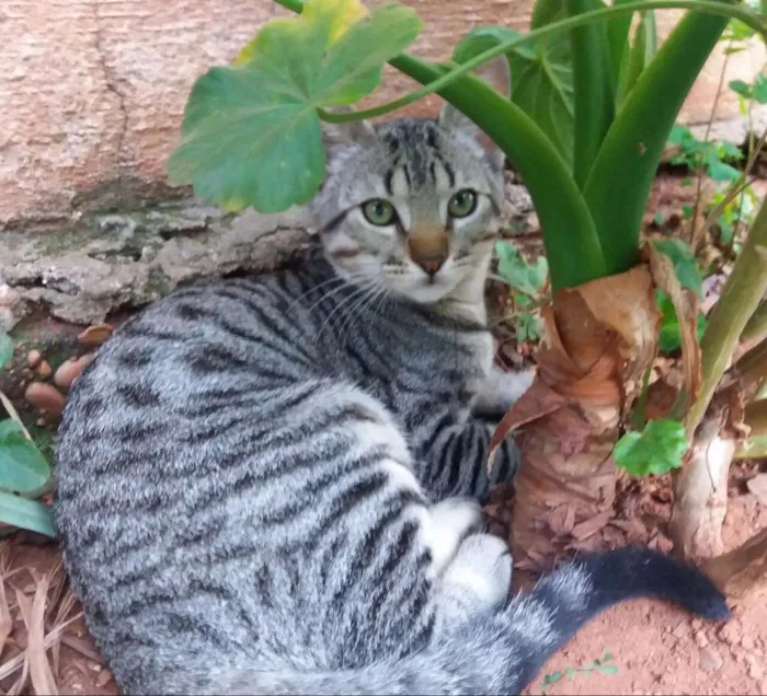 Gato raça Sem raça  idade 2 a 6 meses nome Sem nomes 