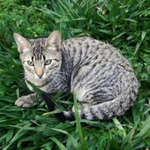 Gato raça Sem raça  idade 2 a 6 meses nome Sem nomes 